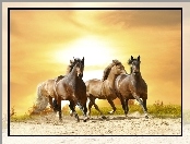 Zachód, Galop, Konie, Piach