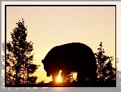 Niedźwiedź, Zachód Słońca