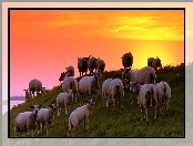 Zachód Słońca, Owce, Łąka