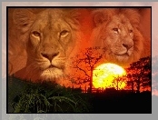 Lwy, Zachód słońca