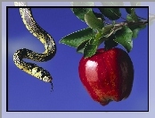 Zakazany, Jabłko, Wąż, Owoc