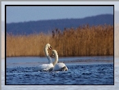 Łabędzie, Trzcina, Zakochane, Jezioro