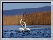 Łabędzie, Trzcina, Zakochane, Jezioro