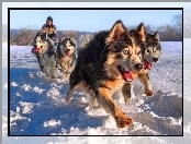 Zaprzęg, Psy, Siberian Husky