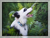 Zarośla, Pies, Border collie