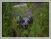 Zarośla, Australian cattle dog, Pyszczek