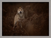 Zarośla, Pies, Shiba inu