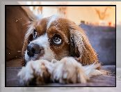 Szczeniak, Zbliżenie, Pies, Cavalier king charles spaniel