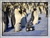 Lód, Zdziwione, Pingwiny