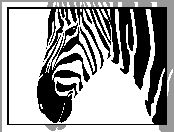 Zebra, 2D