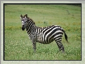 Zebra, Łąka