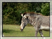 Zebra, Drzewa