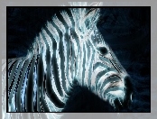 Paski, Zebra, 3D