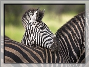 Pasy, Zebra