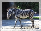 Zebra, płot