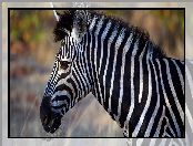 Zebra, Profil