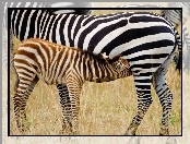 Zebra, Źrebię
