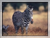 Zebra, Trawa