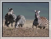 Zebra, trawa