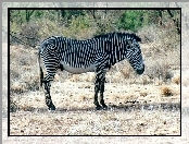 zarośla, Zebra, trawa