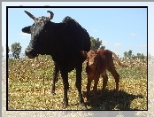 Cielątko, Zebu, Mama