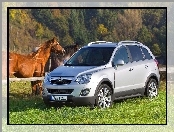 Zieleń, Opel Antara, Koń
