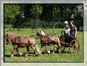 Zieleń, Kobiety, Kucyki, Dwa, Bryczka