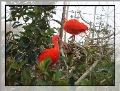 Zieleń, Ibis Szkarłatny, Klatka