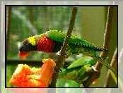 Papuga, Czerwono-zielona