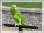 Drążek, Zielona, Papuga