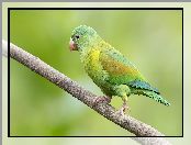 Gałązka, Zielona, Papuga