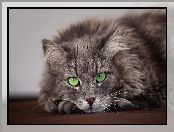 Kot, Szary, Oczy, Zielone