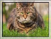 Oczy, Zielone, Trawa, Kot, Bury