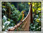 Siatka, Sznurkowa, Rośliny, Zielono-żółta, Papuga