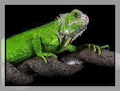 Legwan zielony, Iguana, Drzewo, Zbliżenie
