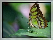 Liść, Zielony, Motyl