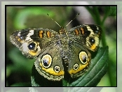 Liść, Zielony, Motyl