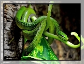 Liść, Zielony, Wąż