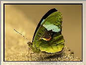 Zielony, Motyl