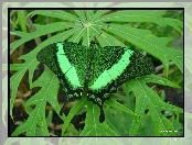 Zielony Motylek