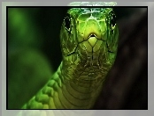 Zielony, Wąż
