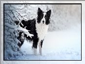 Gałązki, Pies, Biało-czarny, Śnieg, Ośnieżone, Border collie, Zima