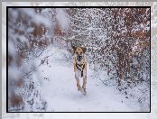 Śnieg, Blackmouth Cur, Zima, Pies