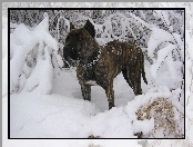 Zima, Perro de Presa Canario, Śnieg