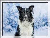 Zima, Border collie, Drzewa