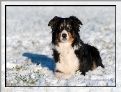 Zima, Border collie, Śnieg