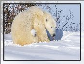 Zima, Śnieg, Niedźwiedzie polarne, Dwa, Niedźwiadek