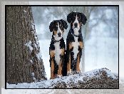 Zima, Drzewa, Psy, Dwa, Entlebucher