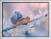 Grafika AI, Szron, Zima, Ślimak, Gałązka