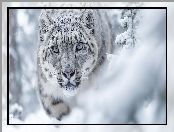 Irbis, Zima, Grafika AI, Śnieg